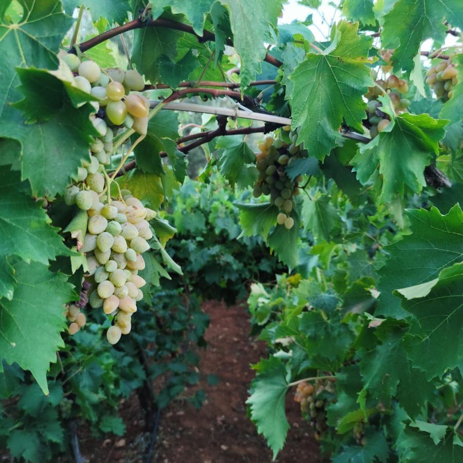 Masseria La Foggia ファザーノ エクステリア 写真